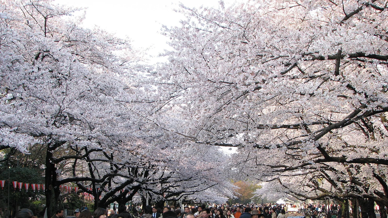 Ueno Park in Tokyo