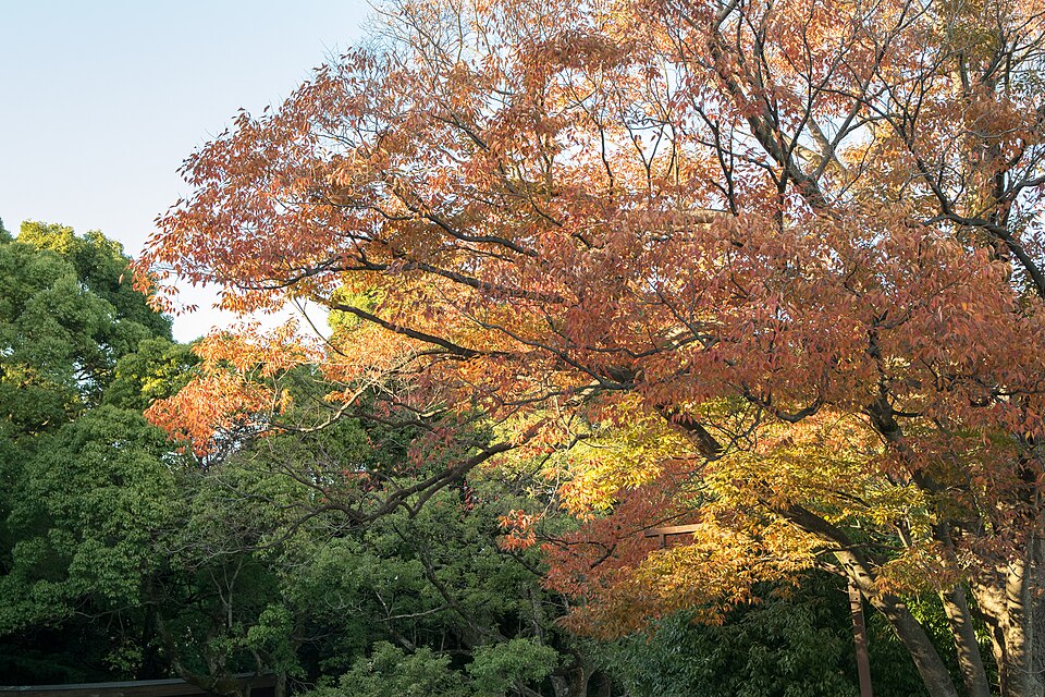 Meiji Shrine during the itinerary in Tokyo
