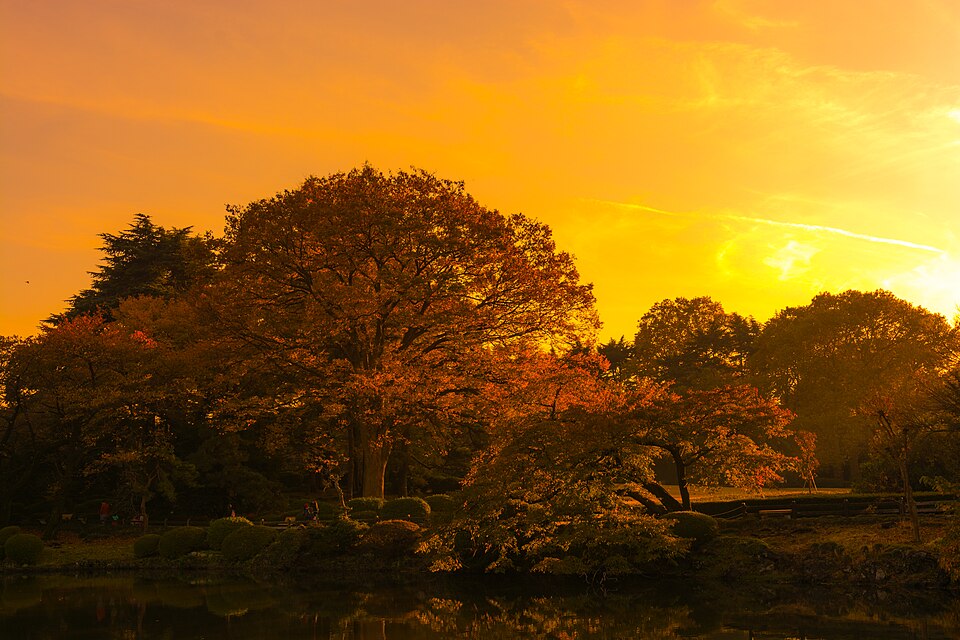 Shinjuku Gyoen during the itinerary in Tokyo