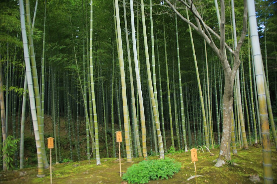 Arashiyama Bamboo Grove during the itinerary in Kyoto
